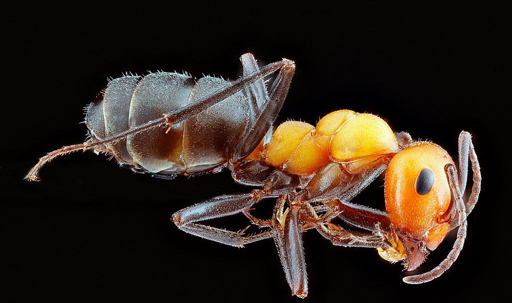 Ant Control service in Trenton, NJ