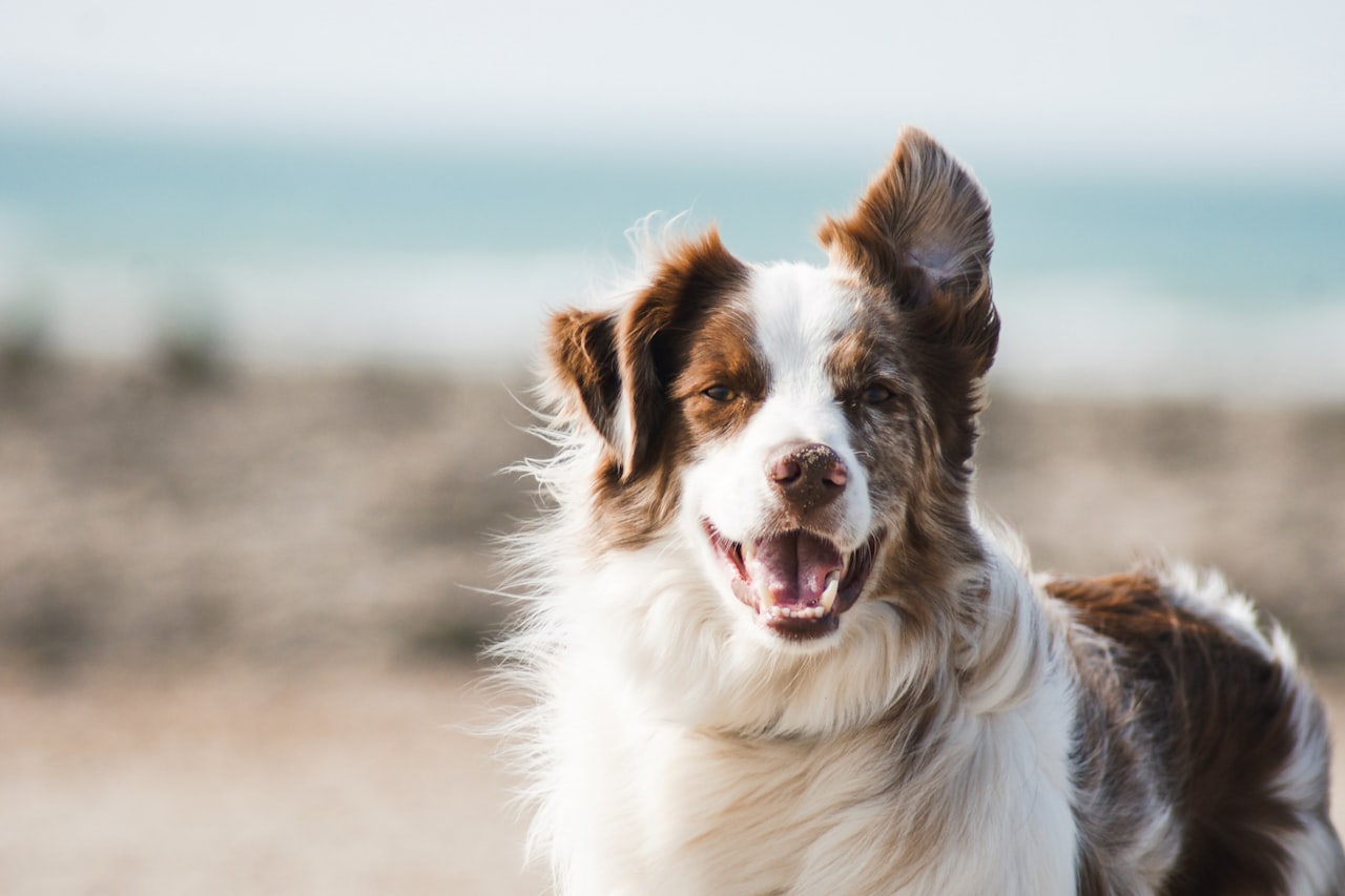 Flea & Tick Control service in Trenton, NJ