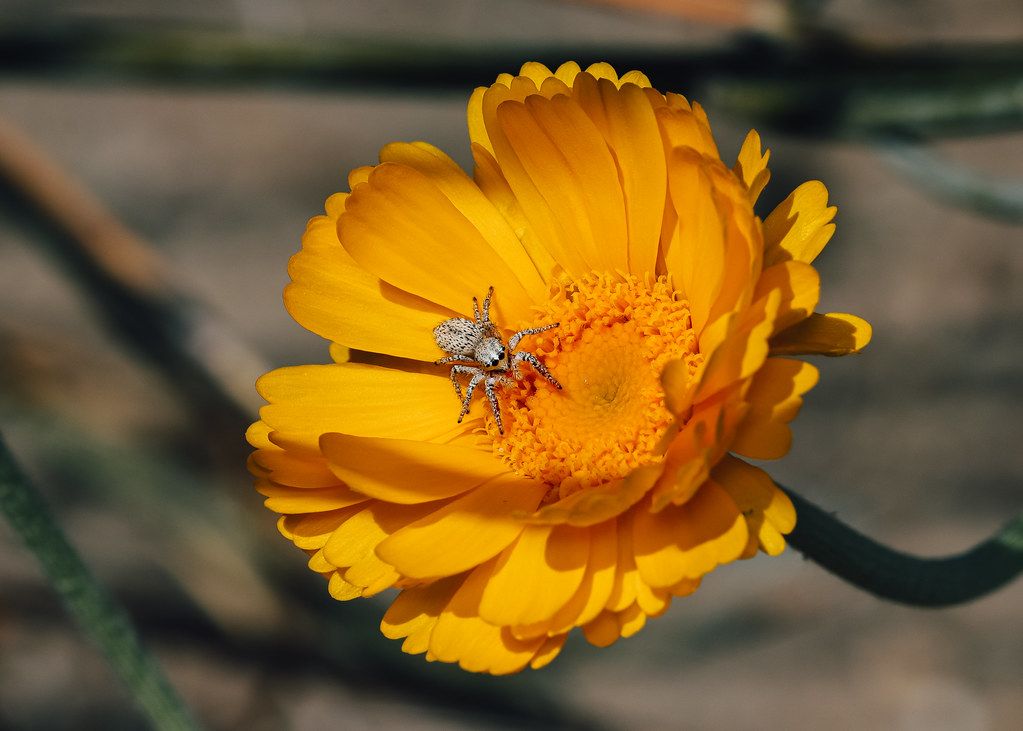 Spider Control service in Trenton, NJ